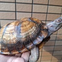 イエローガルフコーストハコガメ(甲長約18,5cm)オス