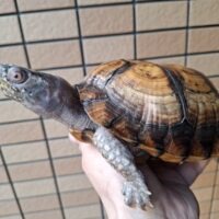 イエローガルフコーストハコガメ(甲長約18,5cm)オス