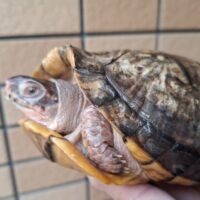 ミツユビハコガメ(甲長約14cm)22CB オス