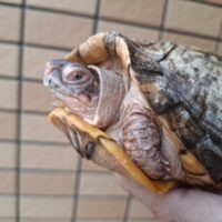 ミツユビハコガメ(甲長約14cm)22CB オス