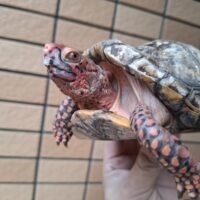 ミツユビハコガメ(甲長約13,5cm)オス