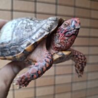 ミツユビハコガメ(甲長約13,5cm)オス