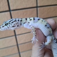 ヒョウモントカゲモドキ(原種マキュラリウス)F2 ヤングサイズ