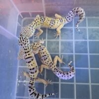 ヒョウモントカゲモドキ(原種マキュラリウス)F2 ヤングサイズ