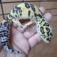 ヒョウモントカゲモドキ(ボールドジャングル)アダルト オス