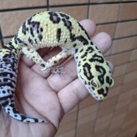 ヒョウモントカゲモドキ(ボールドジャングル)アダルト オス