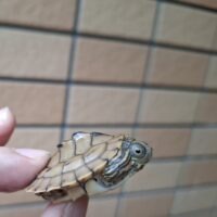 バーバーチズガメ(25CB)完甲