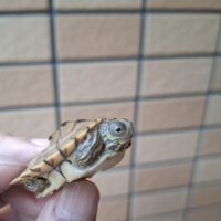 バーバーチズガメ(25CB)完甲