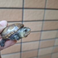 ハラガケガメ(25CB)少甲板