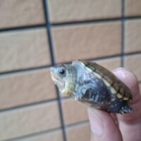 ハラガケガメ(25CB)少甲板