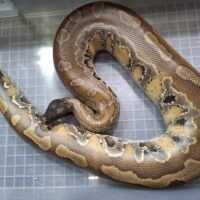 マラヤンブラッドパイソン(約4kg)