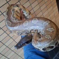 マラヤンブラッドパイソン(約4kg)