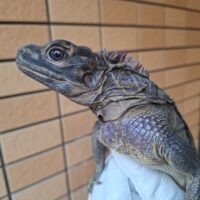 フィリピンホカケトカゲ（約60cm）オス