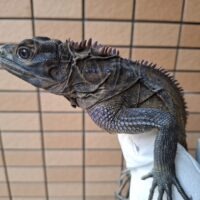 フィリピンホカケトカゲ（約60cm）オス