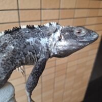 ブルーペクティナータトゲオイグアナ（約70cm）