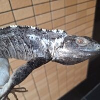 ブルーペクティナータトゲオイグアナ（約70cm）