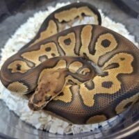 ボールパイソン(チョコレートクラウン)約300g オス