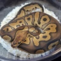 ボールパイソン(チョコレートクラウン)約300g オス