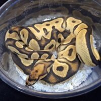 ボールパイソン(オレンジドリームクラウンhetパイ)約400g メス