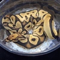 ボールパイソン(オレンジドリームクラウンhetパイ)約400g メス