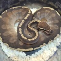 ボールパイソン(GHIモハベ)約300g オス