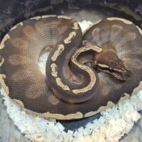 ボールパイソン(GHIモハベ)約300g オス