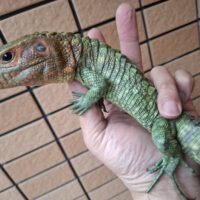 カイマントカゲ（約60cm）