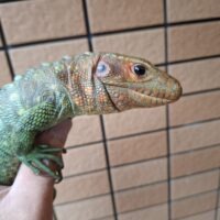 カイマントカゲ（約60cm）