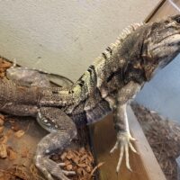 ツナギトゲオイグアナ（全長約120cm）オス