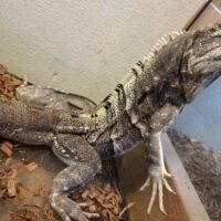 ツナギトゲオイグアナ（全長約120cm）オス