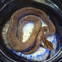 コロンビアレインボーボア(約50cm)オス