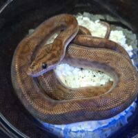 コロンビアレインボーボア(約50cm)オス