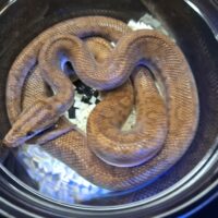 コロンビアレインボーボア(約50cm)メス