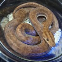 コロンビアレインボーボア(約50cm)メス