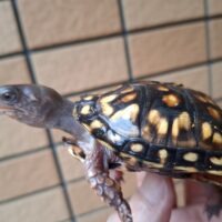 トウブハコガメ(甲長約8cm)24CB (美血統)