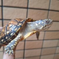 トウブハコガメ(甲長約9cm)24CB (イエロー血統)