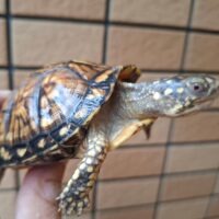 トウブハコガメ(甲長約9cm)24CB (イエロー血統)