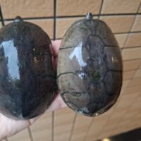 ミシシッピニオイガメ(フロリダドワーフ)甲長約9~9,5cm WCペア