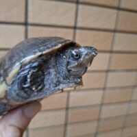 ミシシッピニオイガメ(フロリダドワーフ)甲長約9~9,5cm WCペア