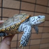 カロリナダイヤモンドバックテラピン(コンセントリック)甲長約9cm