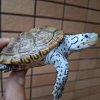 カロリナダイヤモンドバックテラピン(コンセントリック)甲長約9cm