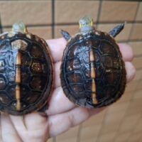 チュウゴクセマルハコガメ(甲長約5~5,5cm)25CB