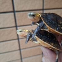 チュウゴクセマルハコガメ(甲長約5~5,5cm)25CB