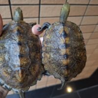 ニホンイシガメ(甲長約10~12cm)オス