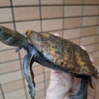 ニホンイシガメ(甲長約10~12cm)オス