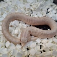 セイブシシバナヘビ(イエティ/スノーコンダ)25CB オス