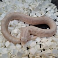 セイブシシバナヘビ(イエティ/スノーコンダ)25CB オス