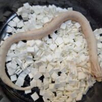 セイブシシバナヘビ(イエティ/スノーコンダ)25CB メス