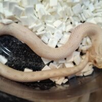 セイブシシバナヘビ(イエティ/スノーコンダ)25CB メス