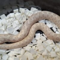 セイブシシバナヘビ(スノー)25CB メス